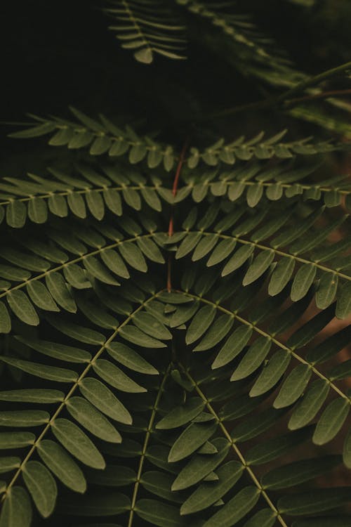 Leaves of a Mimosa Tree 