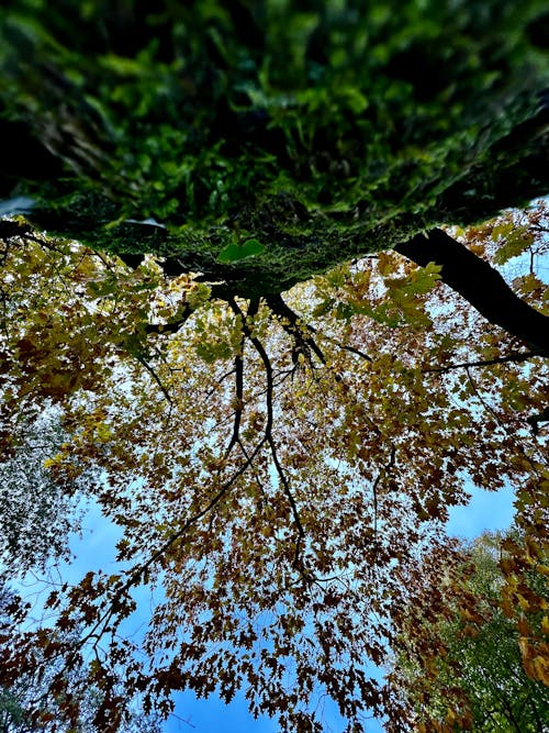ağaç, güz içeren Ücretsiz stok fotoğraf