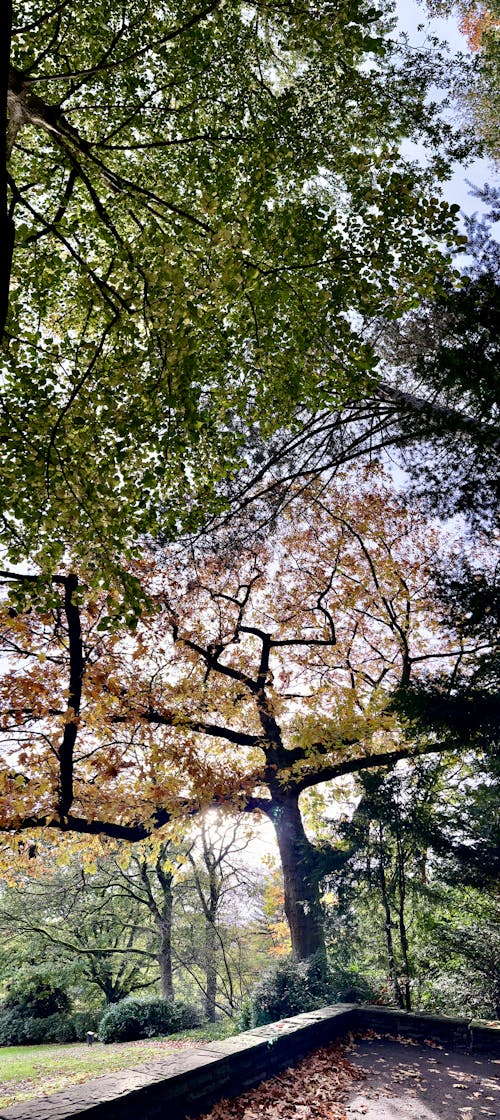 ağaç, manzara, sonbahar ağacı içeren Ücretsiz stok fotoğraf