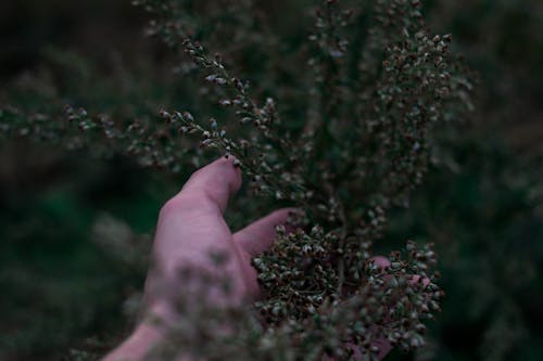 Close-up of a Person Holding a Plant on a Meadow 