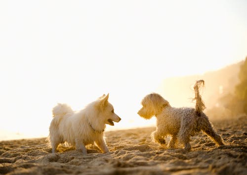 Two Dogs Playing on the Beach 