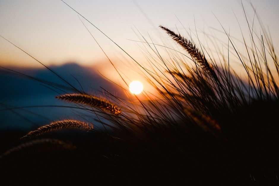 A tranquil sunset view through silhouette of tall grasses with the sun setting in the background.