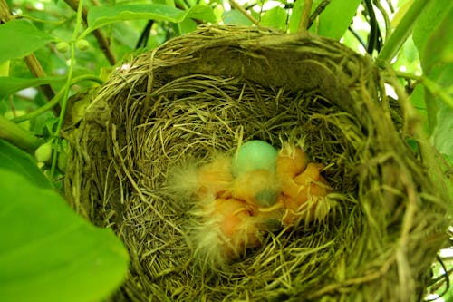 Gratis arkivbilde med baby robins, blå, egg