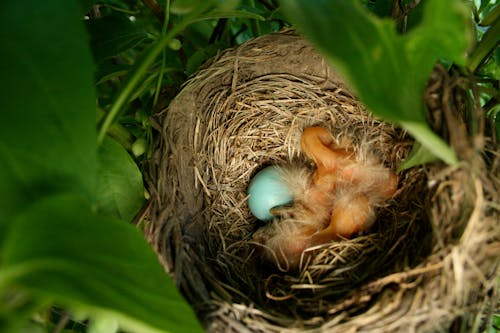 Gratis arkivbilde med baby robins, blå, egg