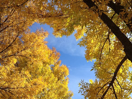 秋季, 秋葉, 金色的葉子 的 免費圖庫相片