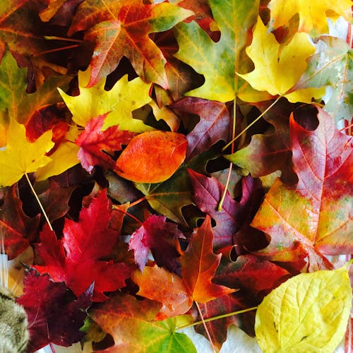 手工藝, 打蠟的葉子, 秋葉 的 免費圖庫相片