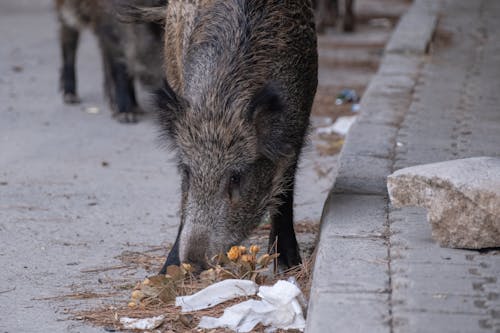Photo of a Boar on a Street 