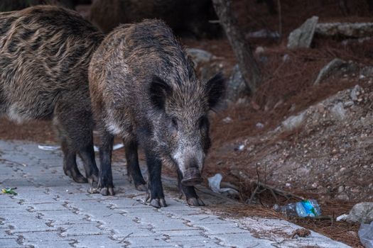 Wild boars walking on a sidewalk in an urban area, showcasing urban wildlife.