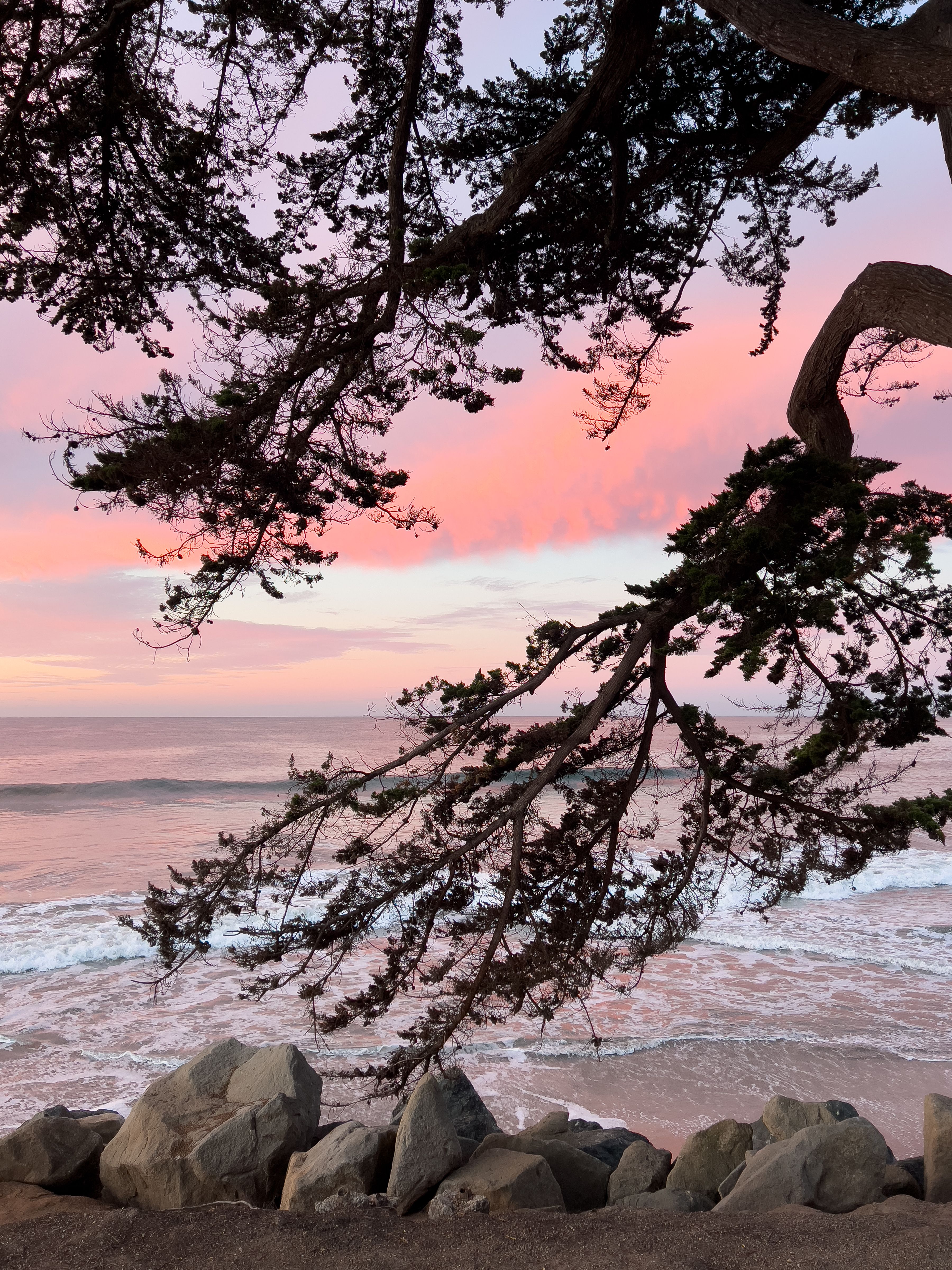 Tree Branches over Stones on the Beach at Sunset · Free Stock Photo