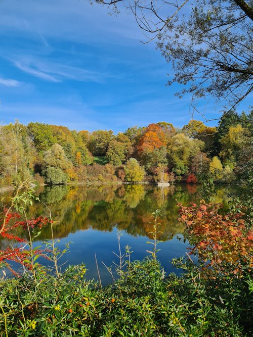 Autumn Trees by Calm Lake