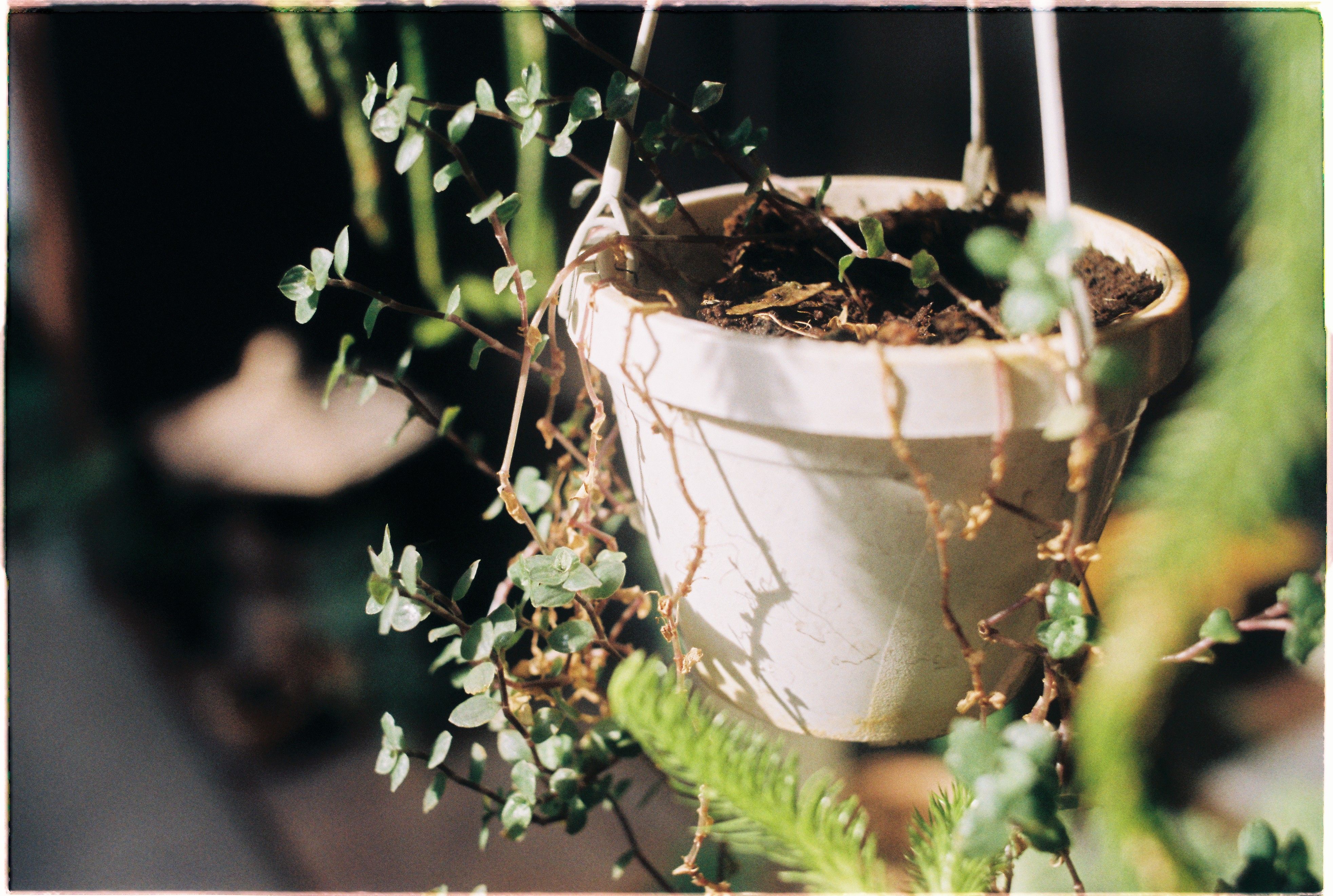 minimalist ceramic hanging pots with clean lines and matte finishes - modern hanging plant pots