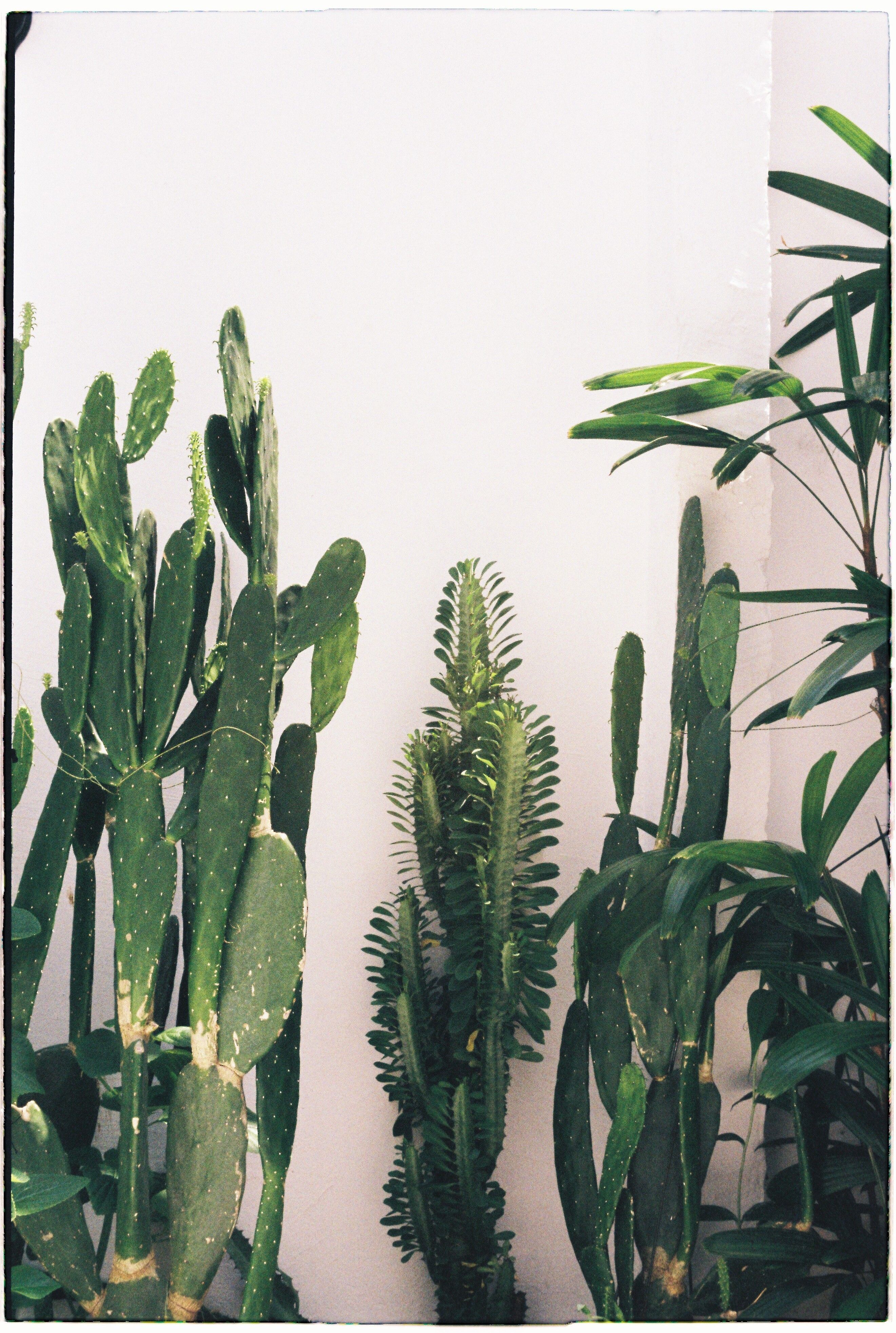 monstera zweifarbig Monstera Adansonii Stecklinge Seltene Zimmerpflanze main image 0