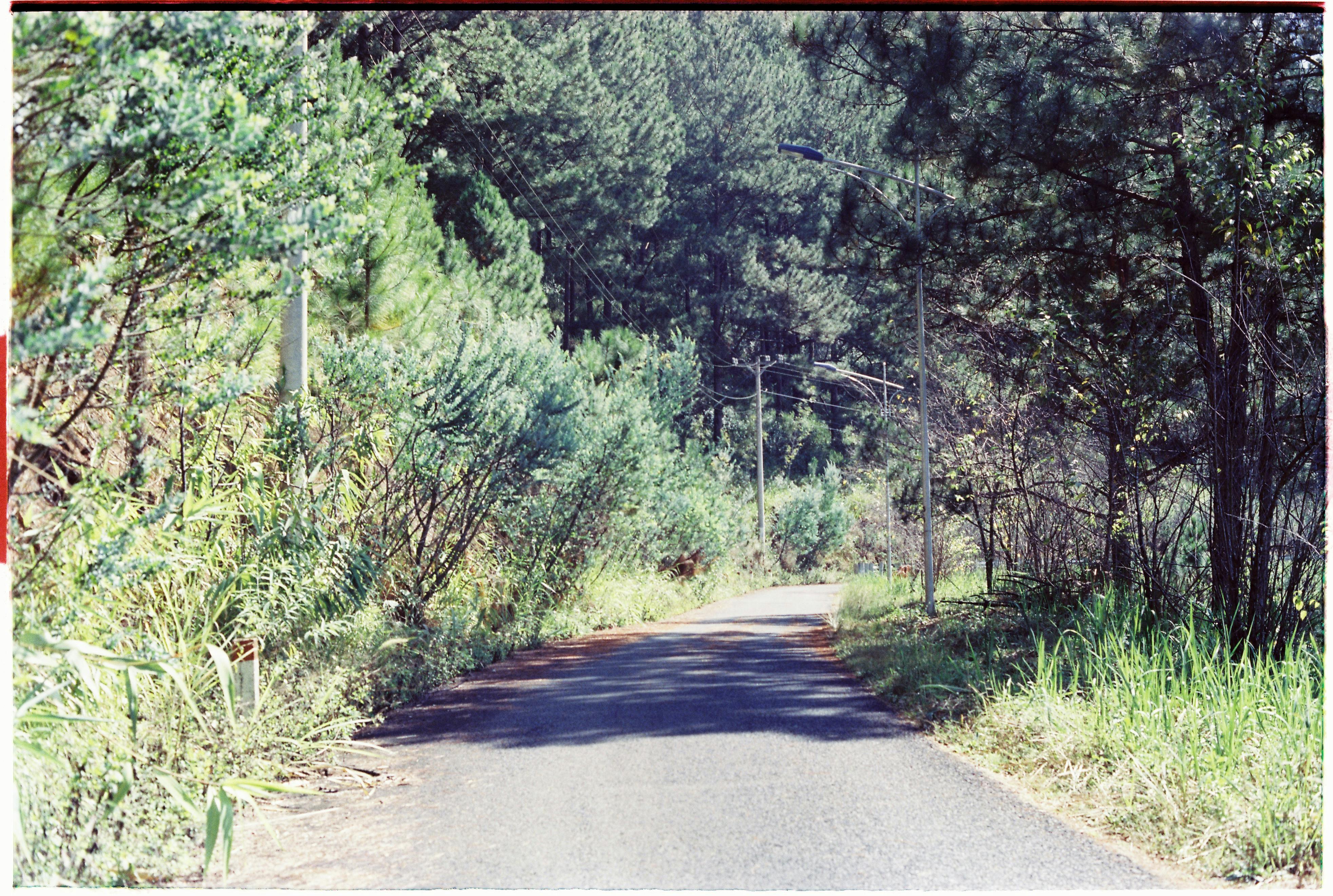 A peaceful road through lush coniferous forest, perfect for nature lovers.