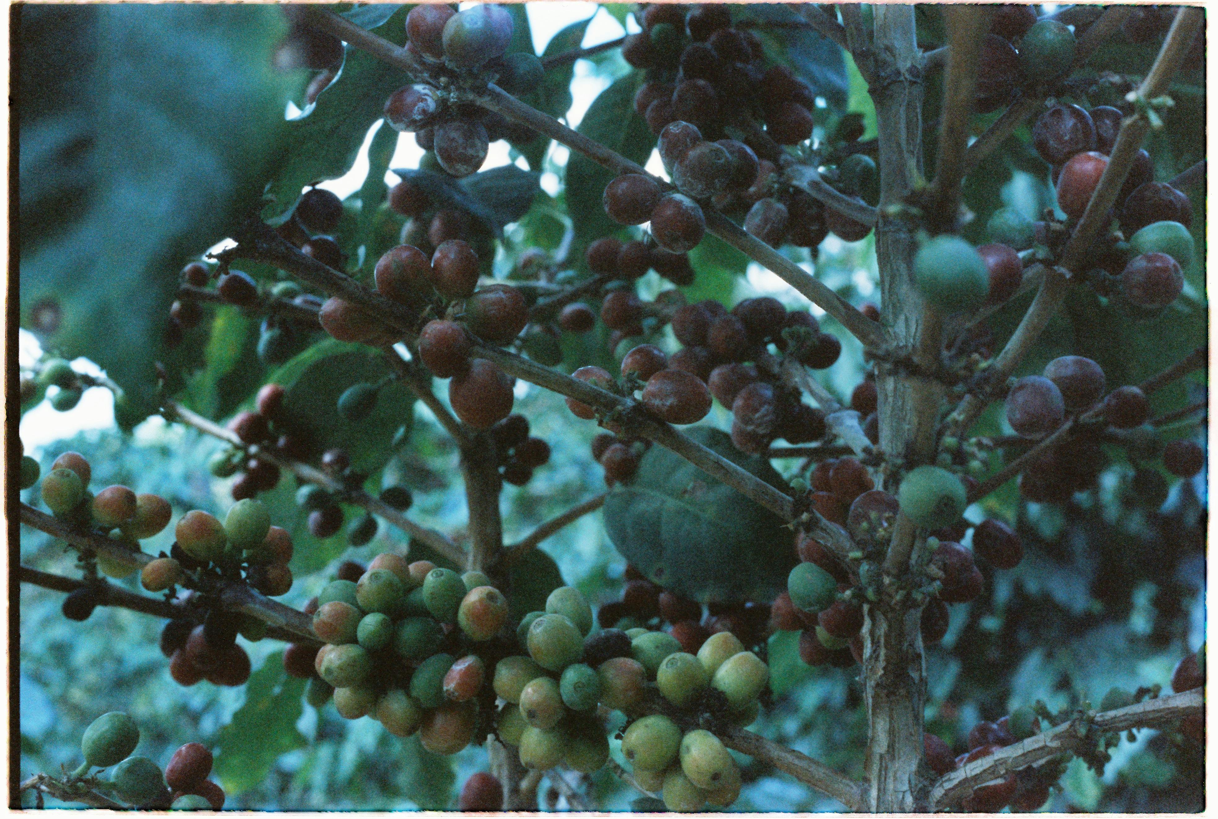 How To Drain A Bunn Coffee Maker? Seven Mountains Coffee