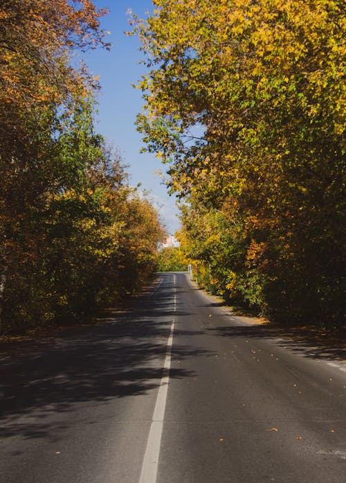 Road Passing through Forest 