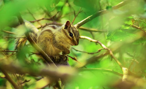 Free Brown Squirrel Perched on Tree Branch in Selective Focus Photography Stock Photo