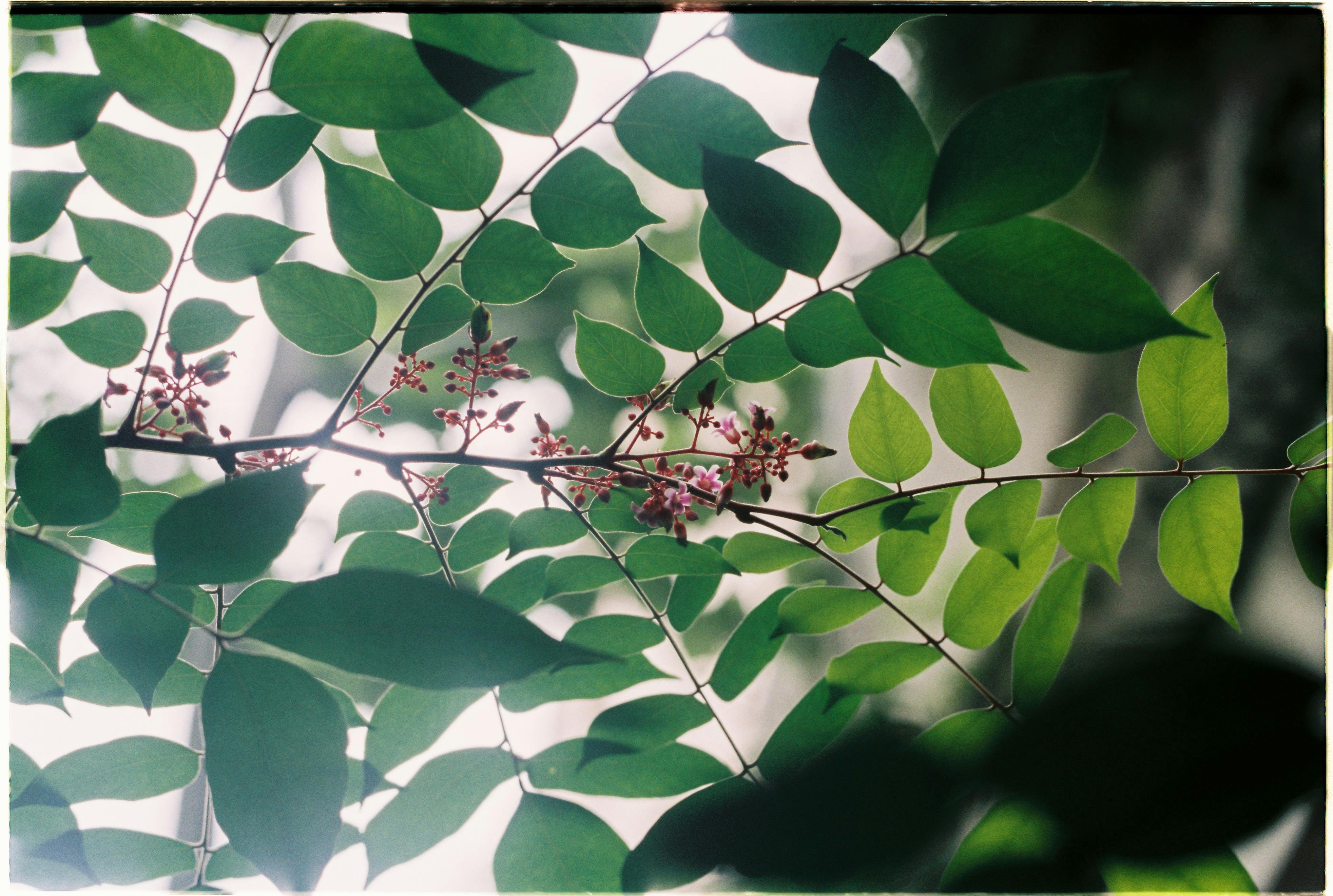 Tropical starfruit tree branch with lush green leaves and pink blooms, symbolizing spring.