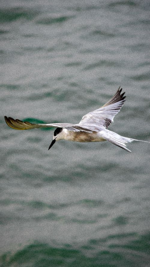 Free Seagull fly high Stock Photo