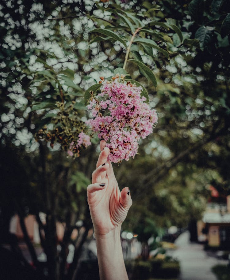 Pink Flowers On A Tree 