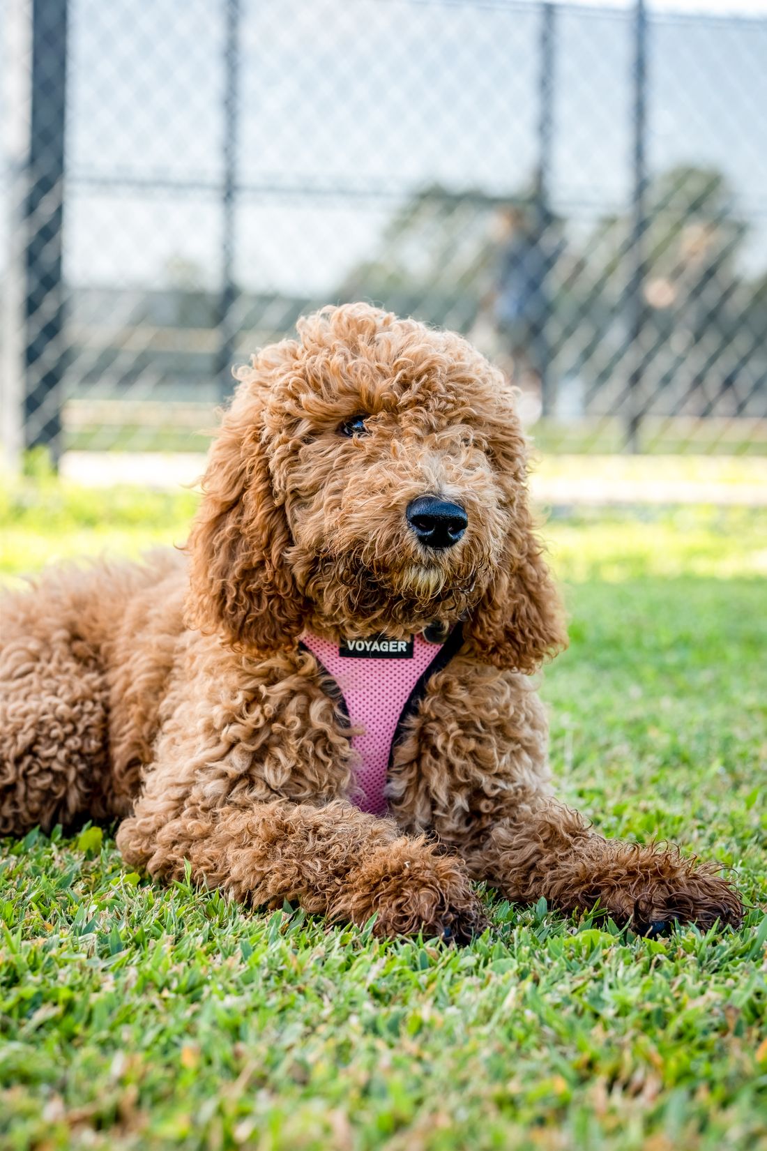 Curly Goldendoodle lying on grass showing a dense maintained coat