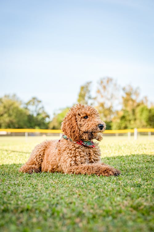 Golden Doodle Dog on a Field 