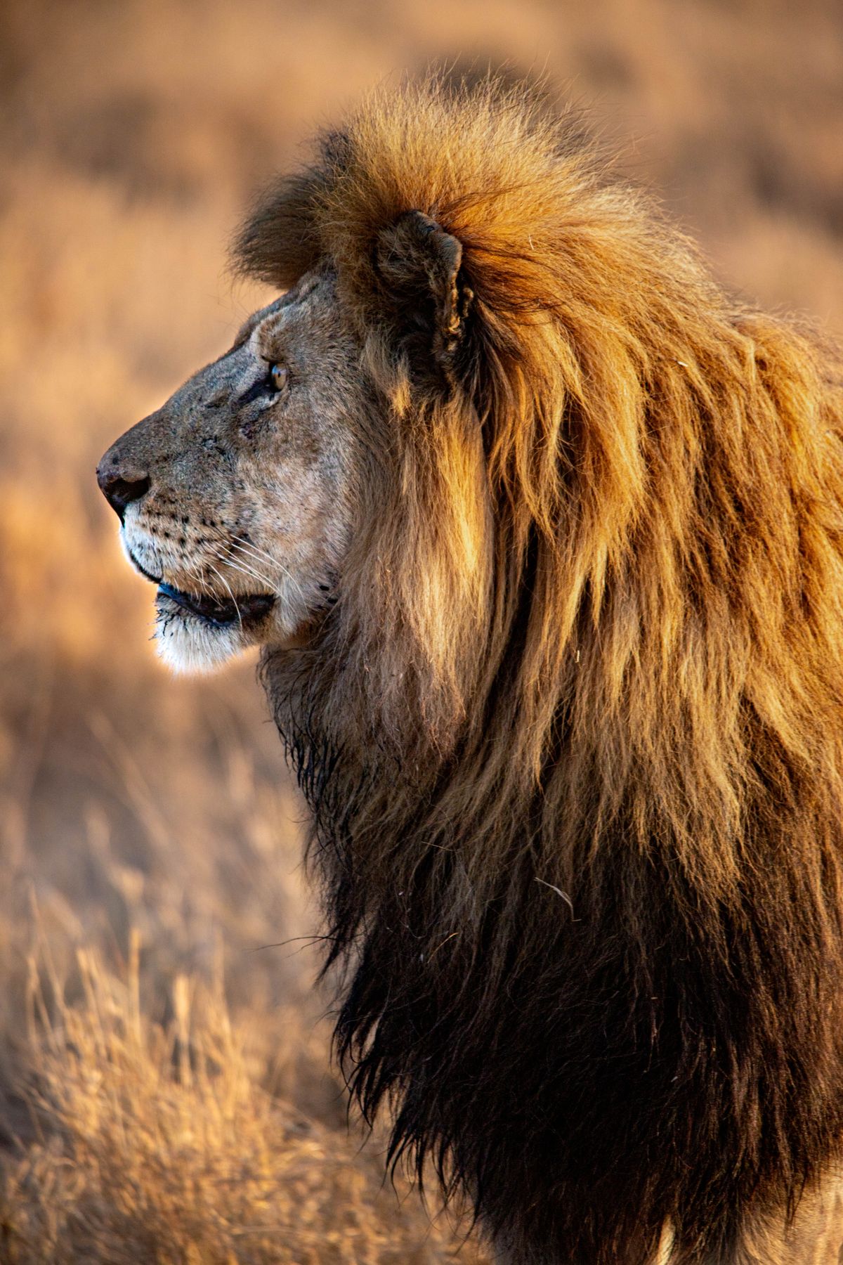Lion Standing Photos, Download The BEST Free Lion Standing Stock Photos ...