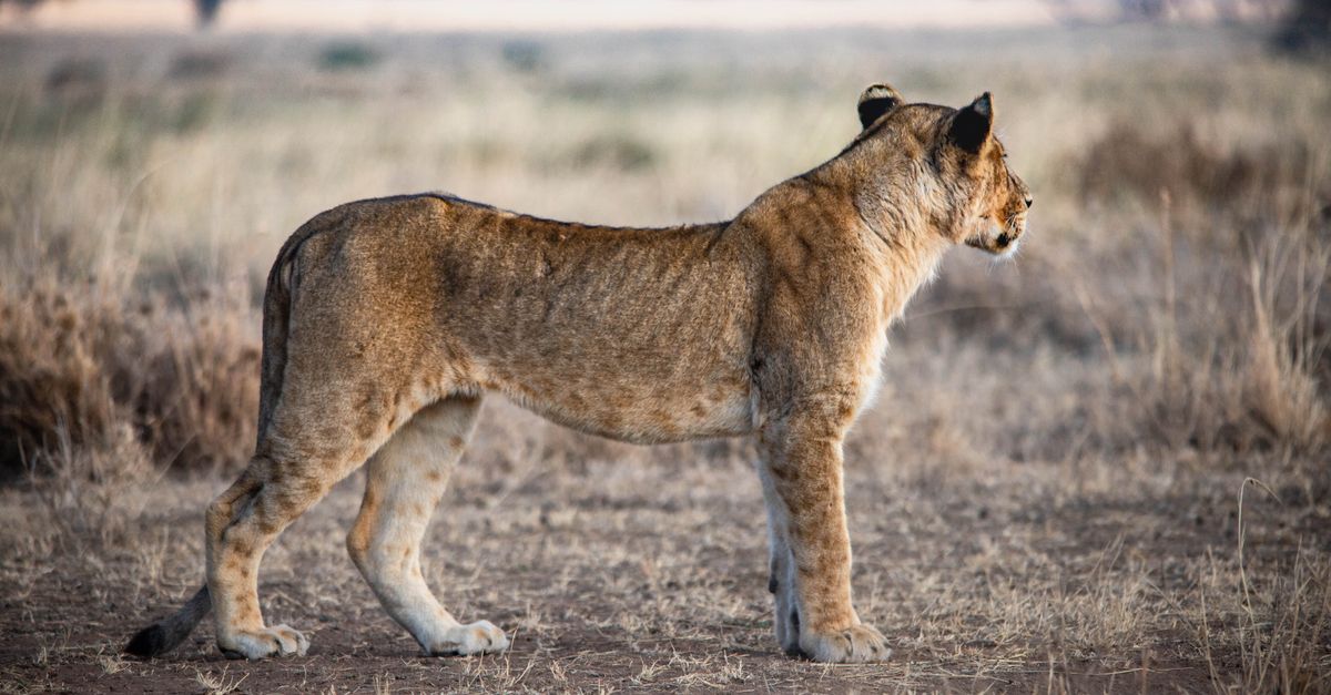 10 Best Safari Lodges in Masai Mara for Indian Budgets