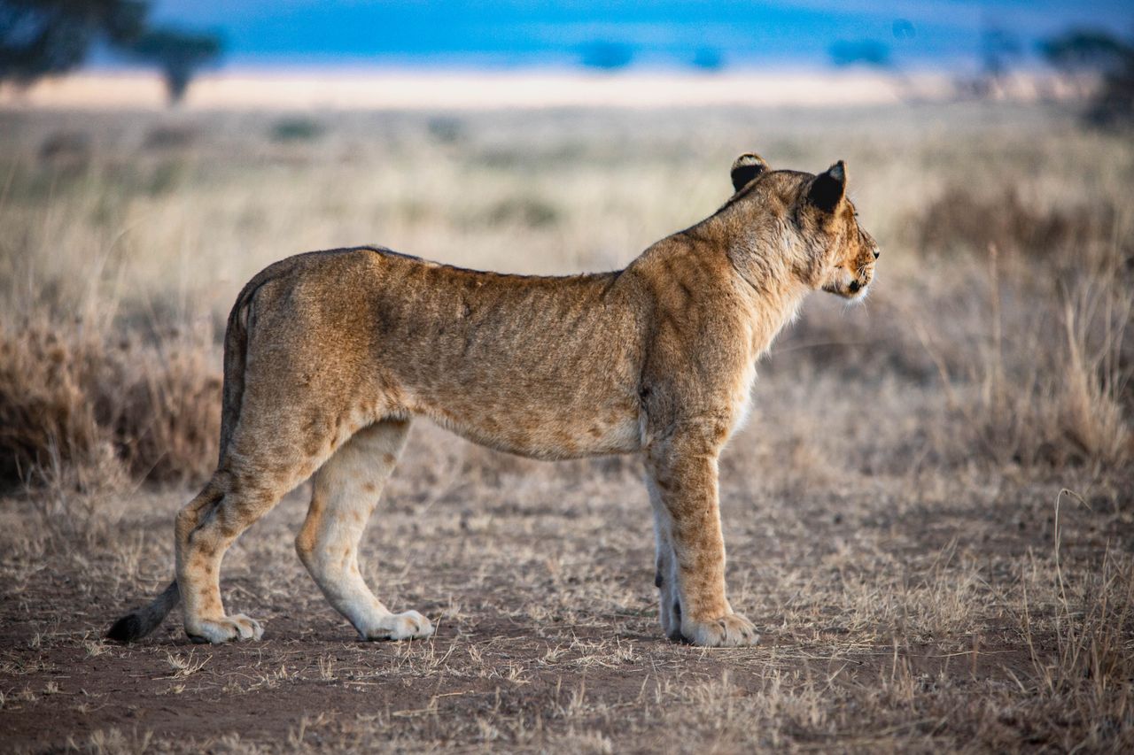 lioness standing alert in african savanna showcasing wildlife beauty