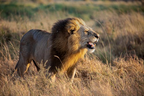 Roaring Male Lion Standing in Grass