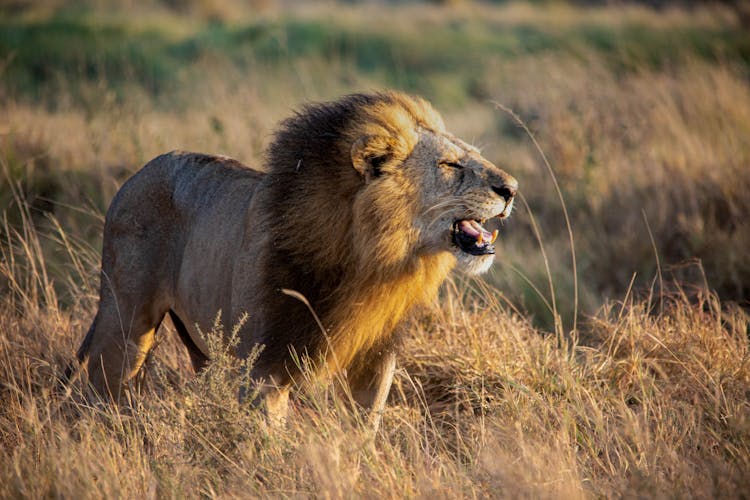 Roaring Male Lion Standing In Grass