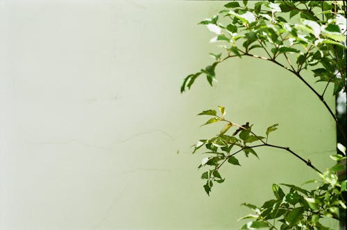 Foto profissional grátis de árvore, ecológico, espaço do texto