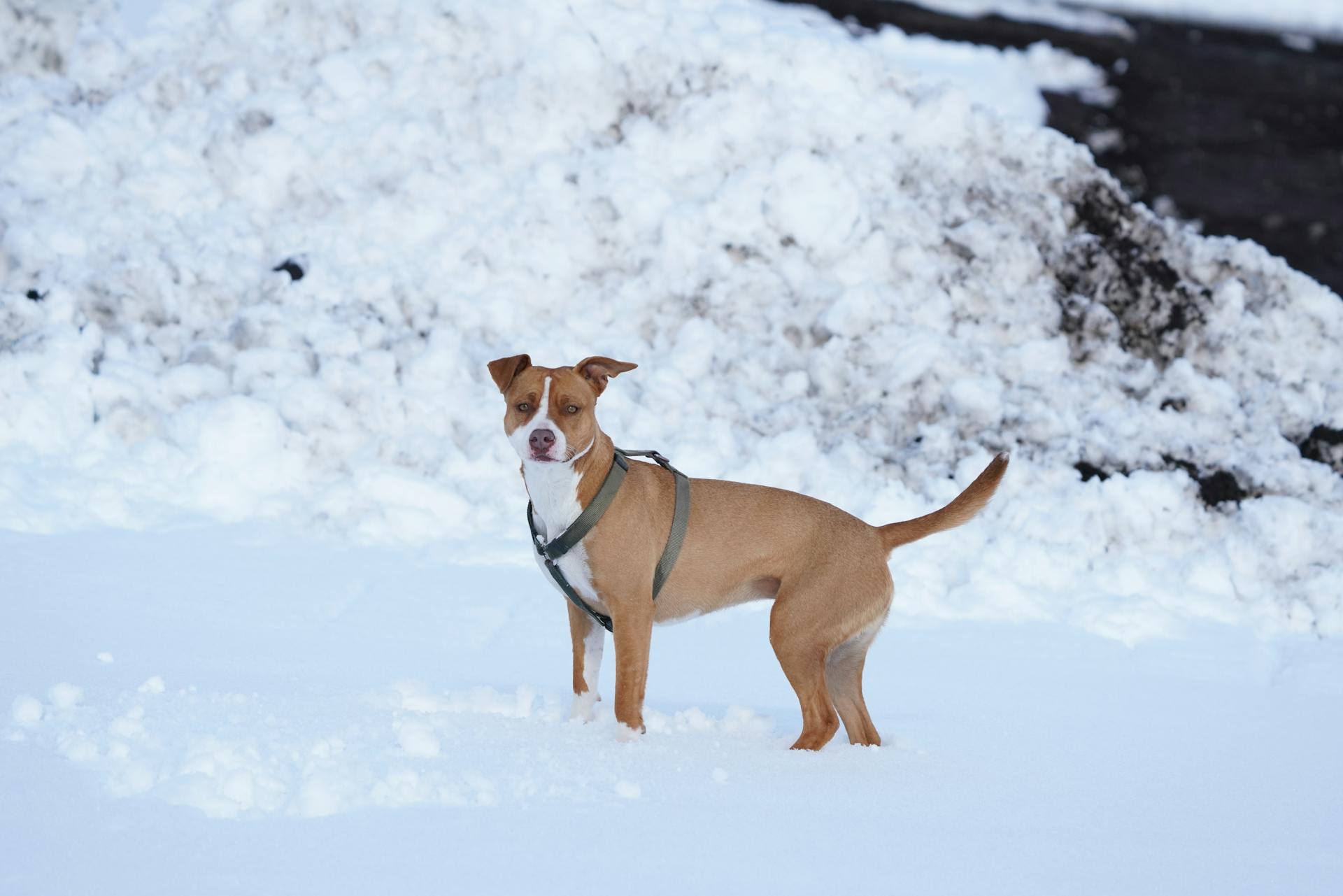 Pit Bull Dog in a Forest in Winter