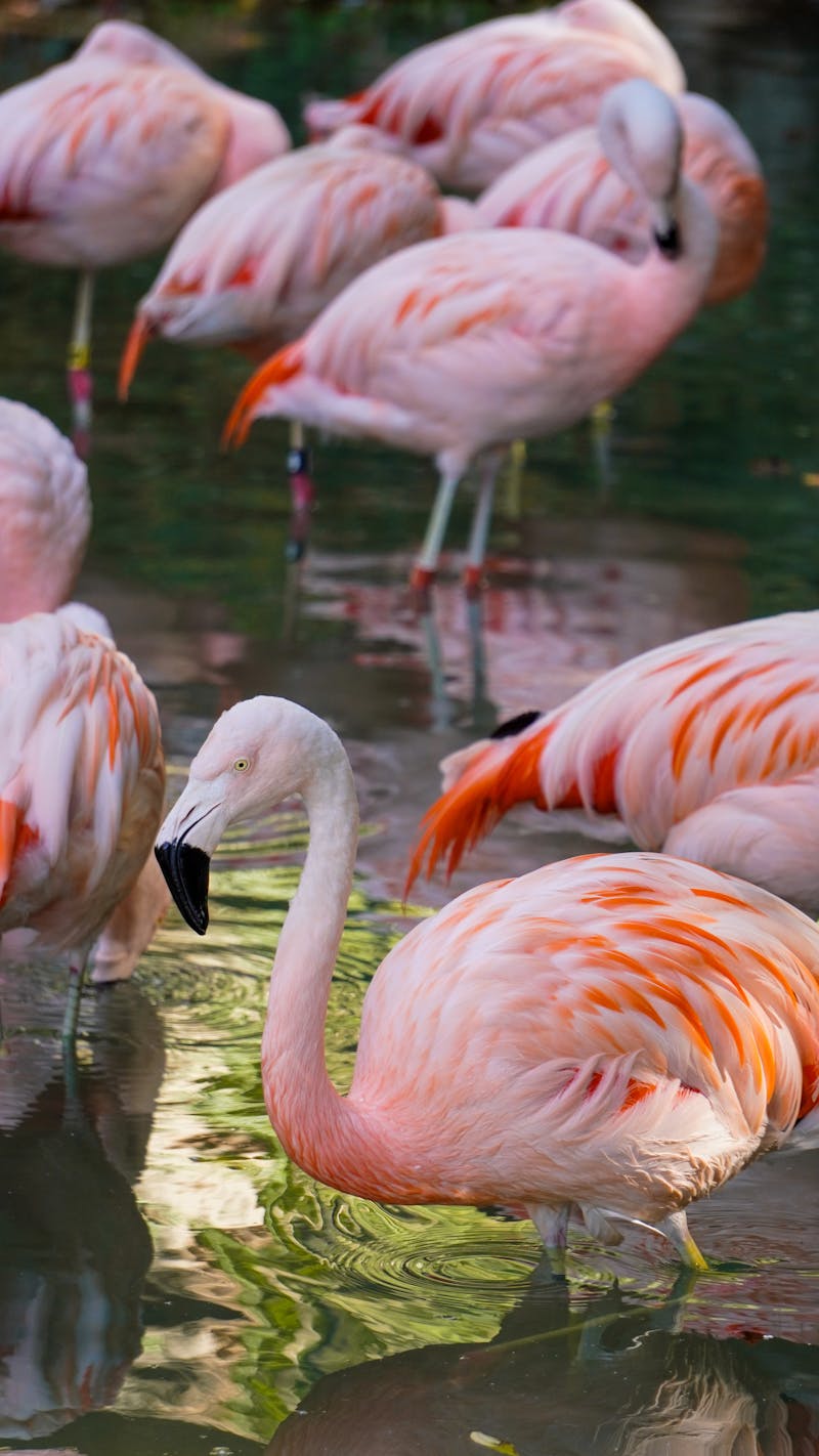Flamingo Group Photos, Download The BEST Free Flamingo Group Stock