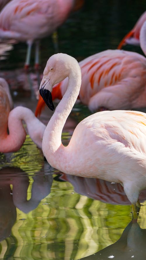 Flamingos in a Stream 