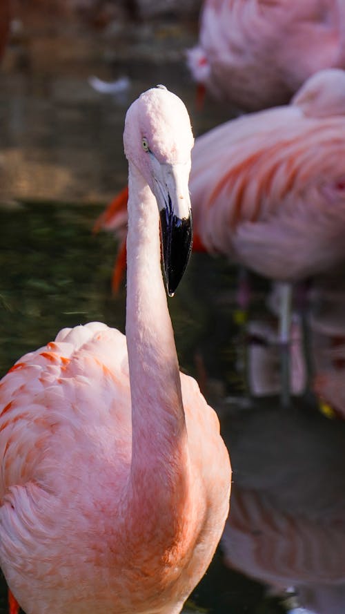 Gratis stockfoto met dieren in het wild, exotisch, flamingo