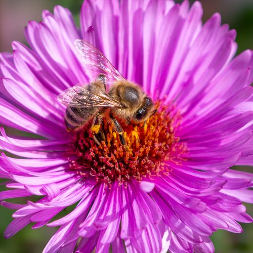 Free Close-up of a honeybee collecting nectar on a vibrant purple flower in bright daylight. Stock Photo