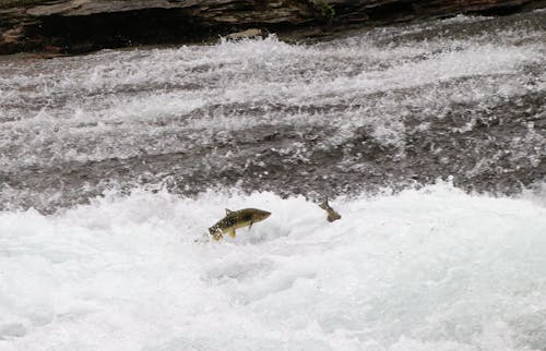 Immagine gratuita di attuale, fiume, la deposizione delle uova