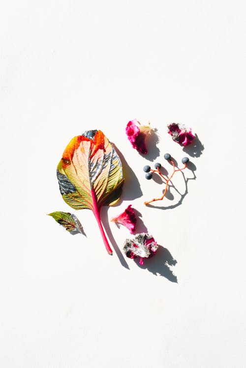 Darmowe zdjęcie z galerii z delikatny, kolor, kwiat