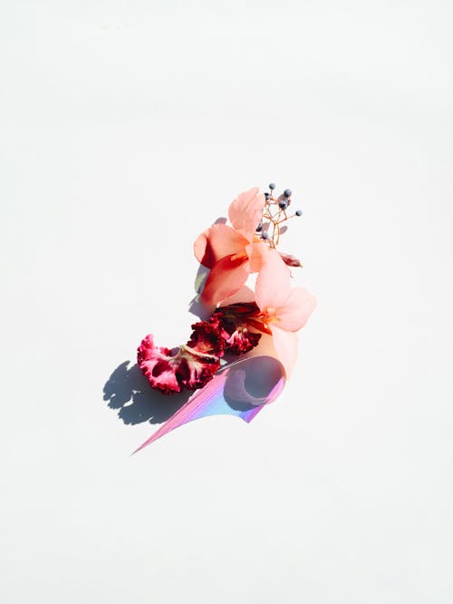 Darmowe zdjęcie z galerii z delikatny, kolor, kwiat
