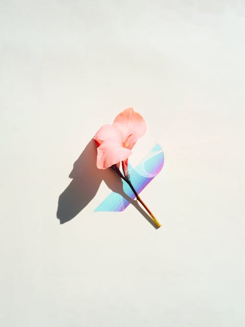 Foto profissional grátis de abstrair, contemporâneo, cor-de-rosa