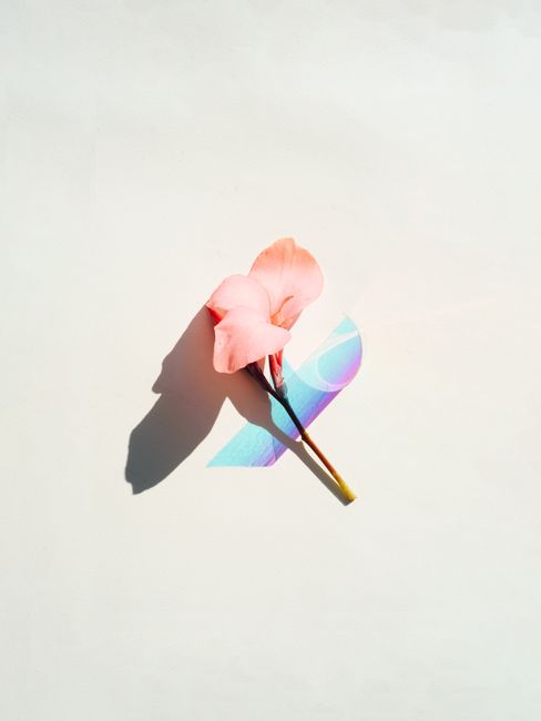 Elegant pink lily with holographic shadow on clean white background, perfect for modern designs.