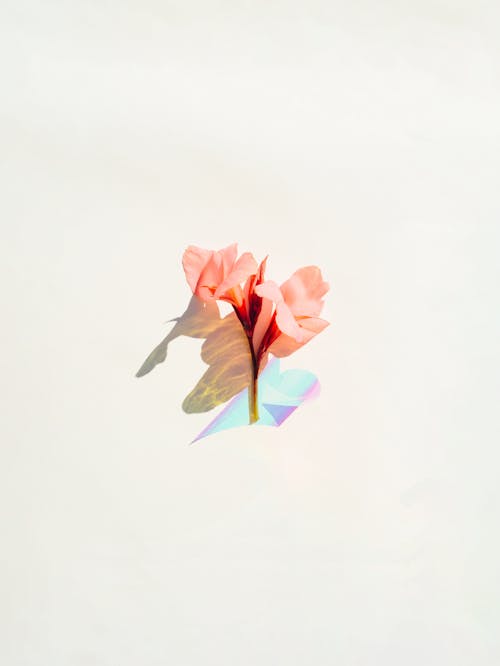 Fotos de stock gratuitas de abstracto, flor, floral