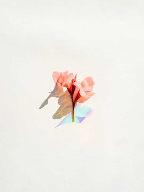 A delicate pink flower with a holographic shadow on a white background, modern and abstract.