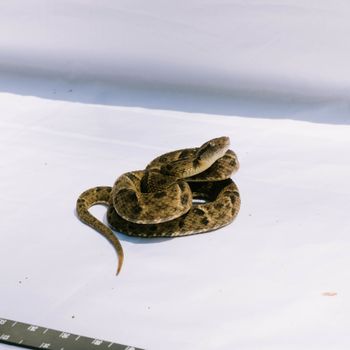 Snake