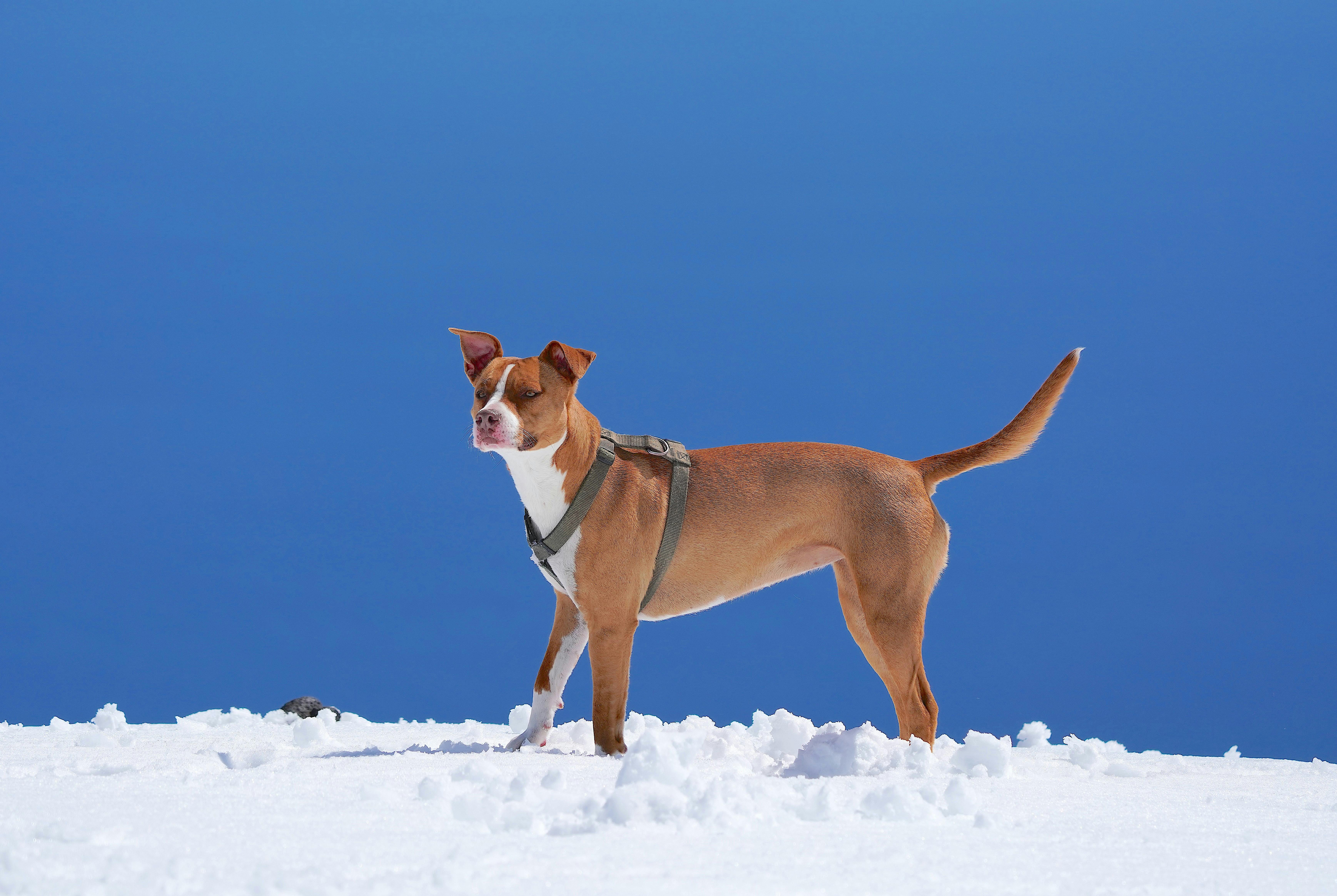 Winter weather pet safety tips from Kansas City animal experts — Photo by Leonardo Merlo on Pexels