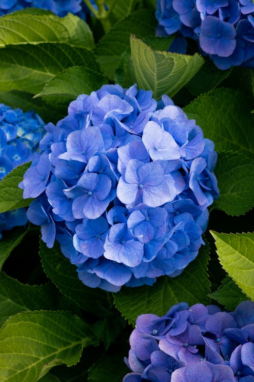 Blue Hortensia Flowers