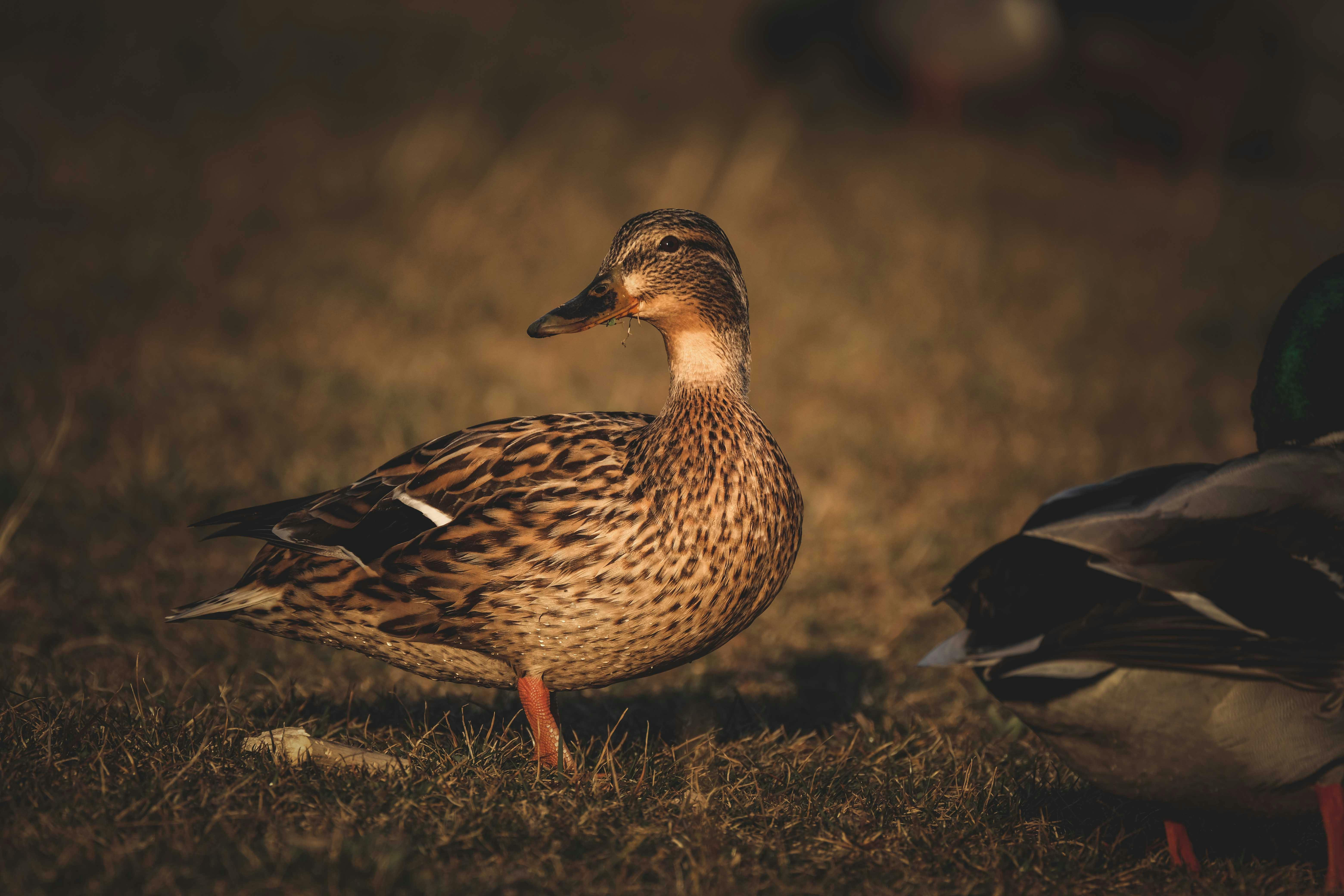 Unforgettable Wildlife Encounters On A New Zealand Honeymoon