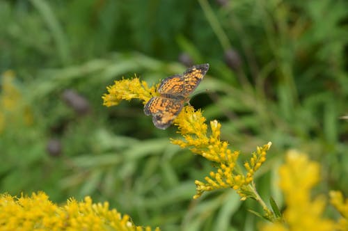 Gratis arkivbilde med blomster, gule blomster, hage