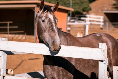 Immagine gratuita di animale, cavallo, equestre