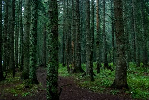 Free Explore the serene beauty of Dubrovsko's lush conifer forests, rich in evergreens and winding trails. Stock Photo